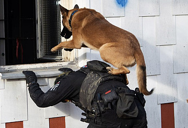 Service dogs of the Military Police: perfect cooperation between man and animal